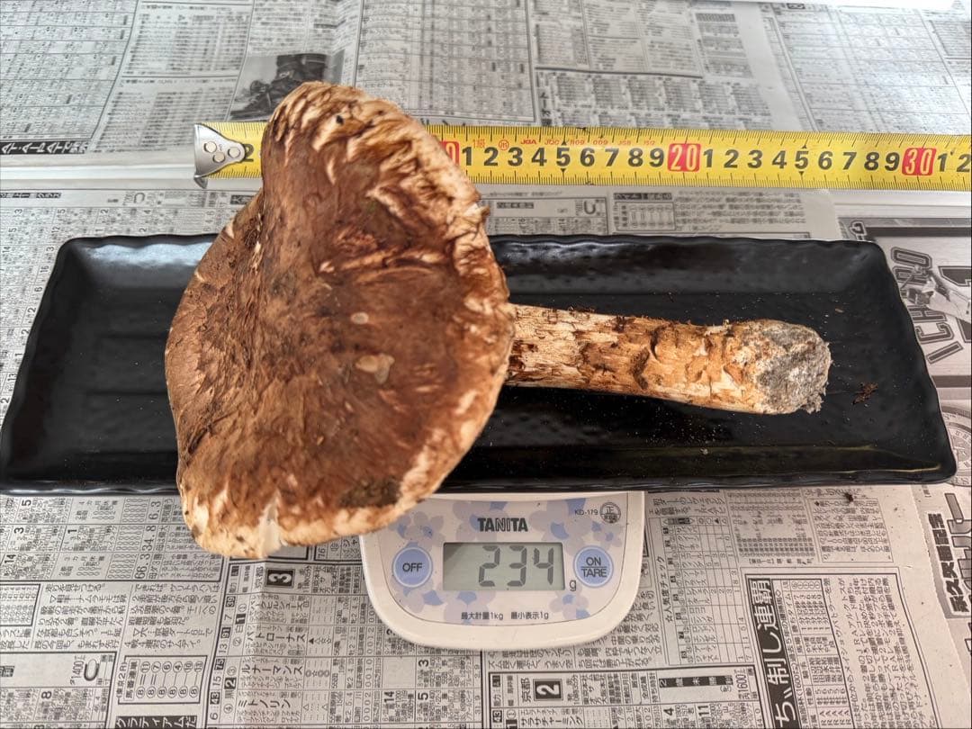 松茸　北海道　500g 訳あり　②