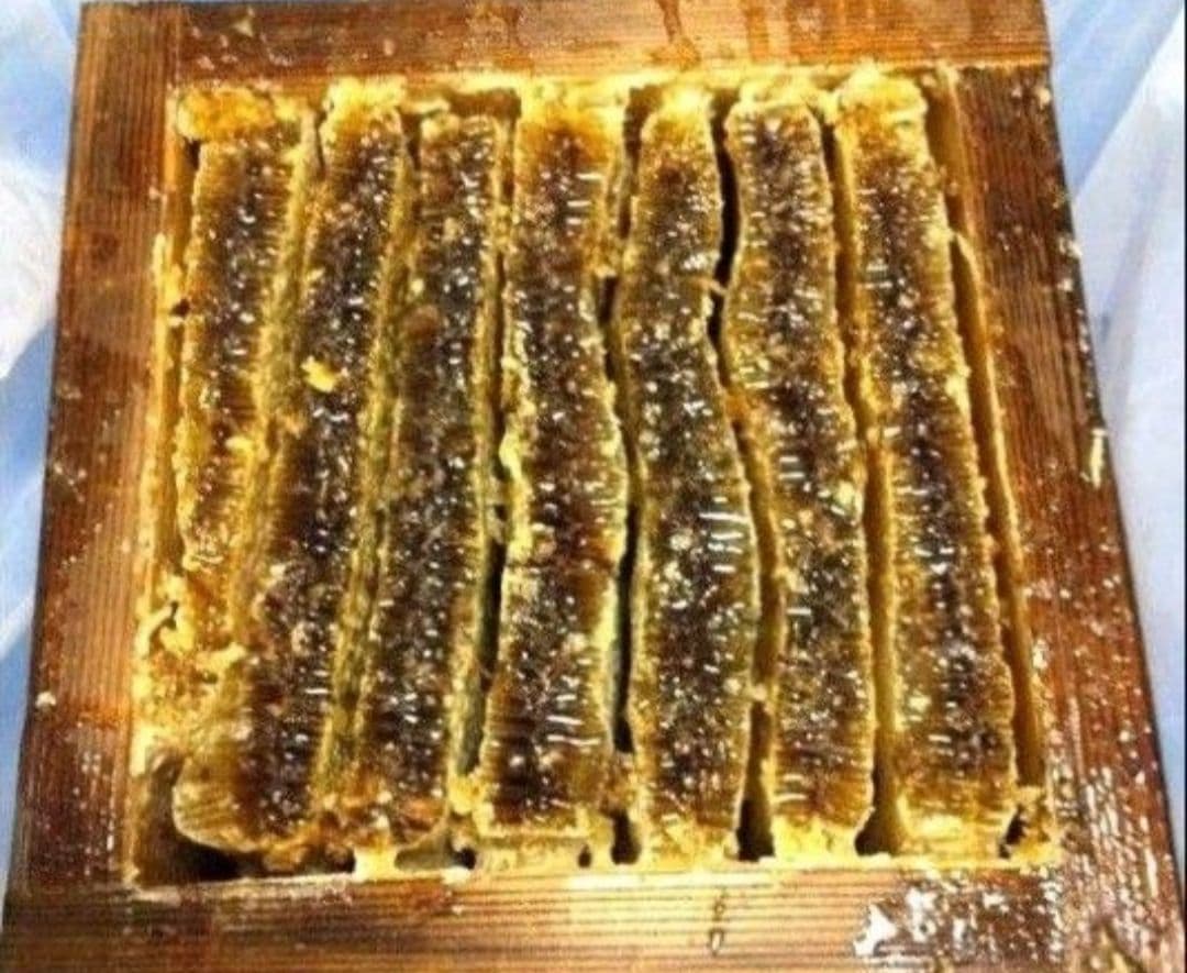 日本蜜蜂 生蜂蜜 ミツバチ 純粋 ニホンみつばち 非加熱 #6 宮城県産