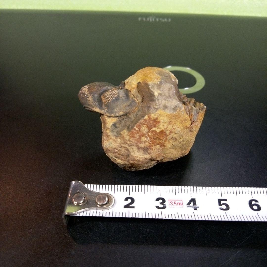 三葉虫　化石　fossil　ボリビア　trilobite　海生動物　三葉虫識別①