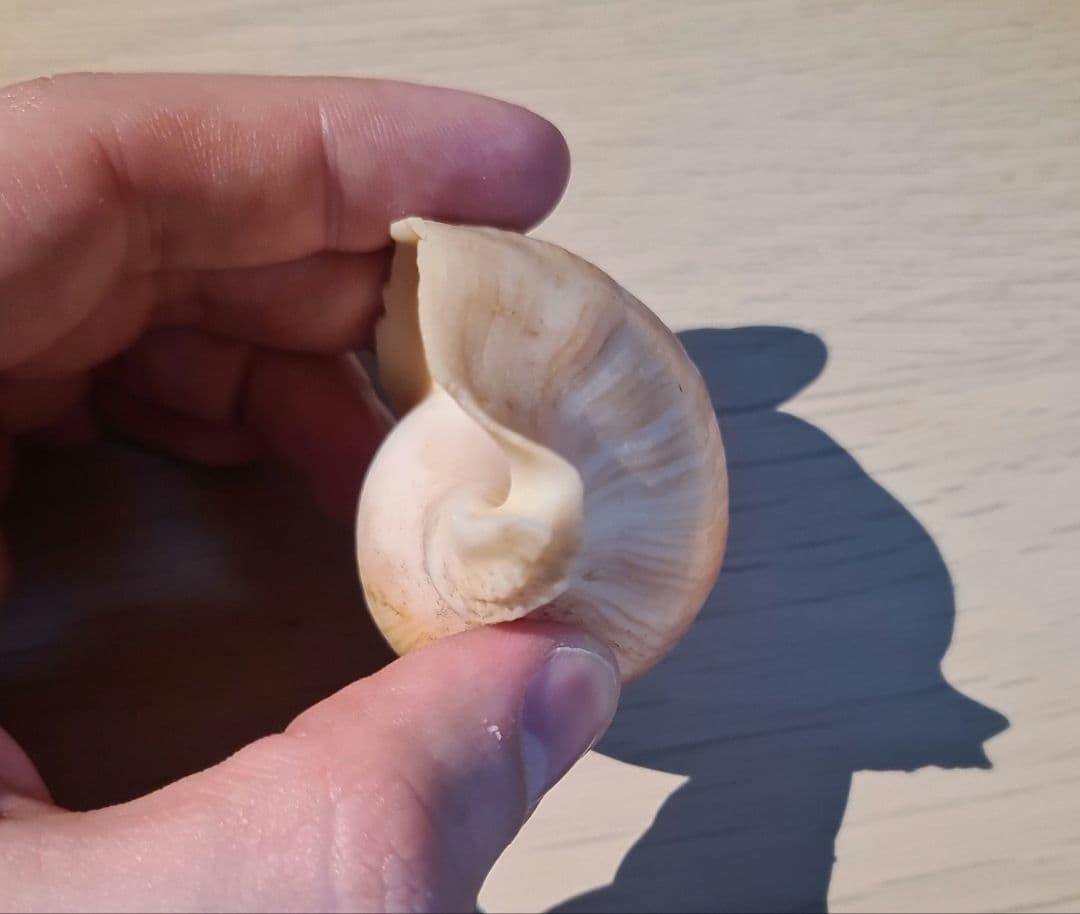 貝殻 Melapium Elatum 深海の形