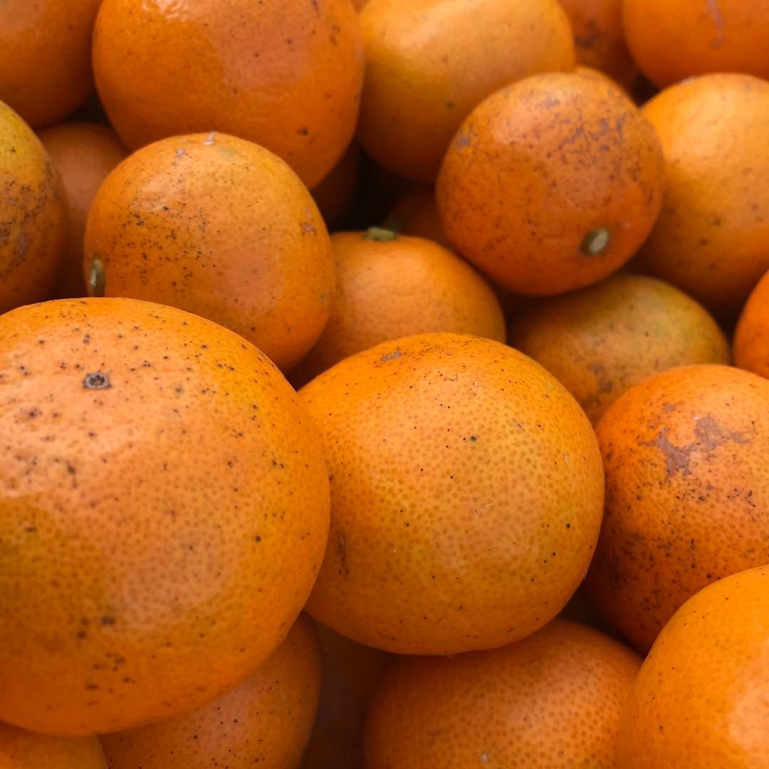 自然農みかん10kg 3〜5年目 農薬肥料不使用 自然農法 海乃神自然農園