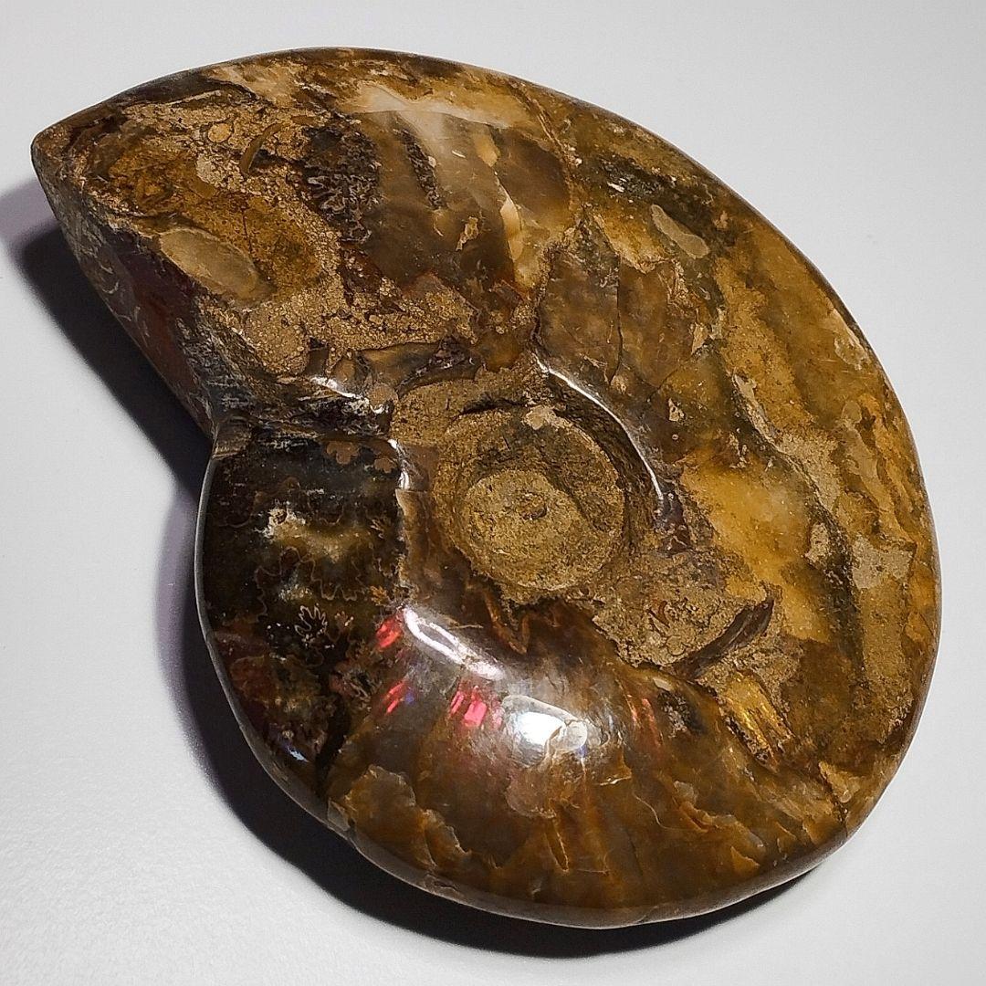 240g アンモナイト 化石 アンモライト オパール化 本物 原石 鉱物標本