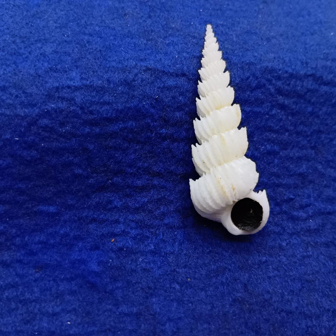 貝標本ヤエバイトカケ（蓋付）