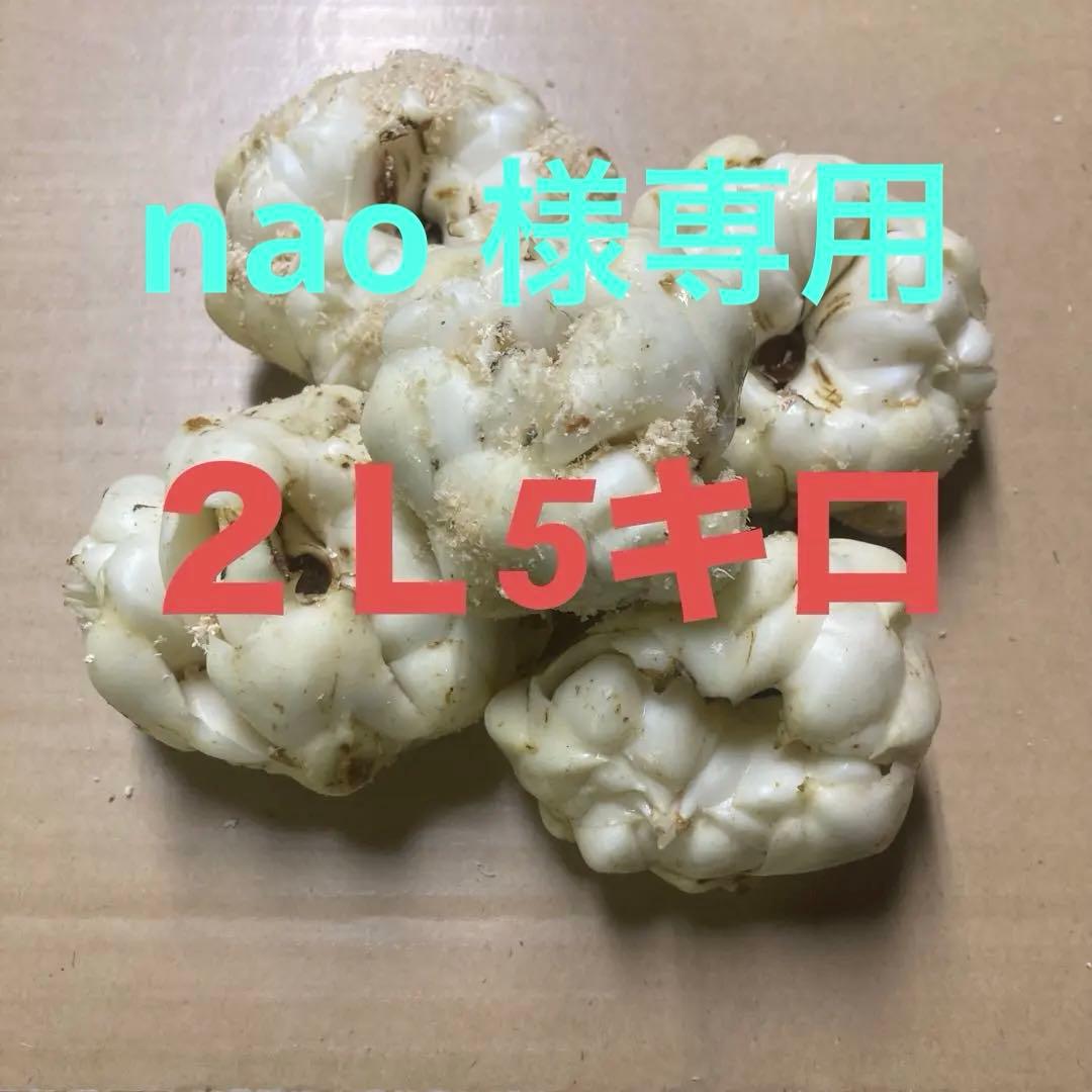 2025年度産　ゆり根　規格外品　２Ｌ5キロ✖️2箱