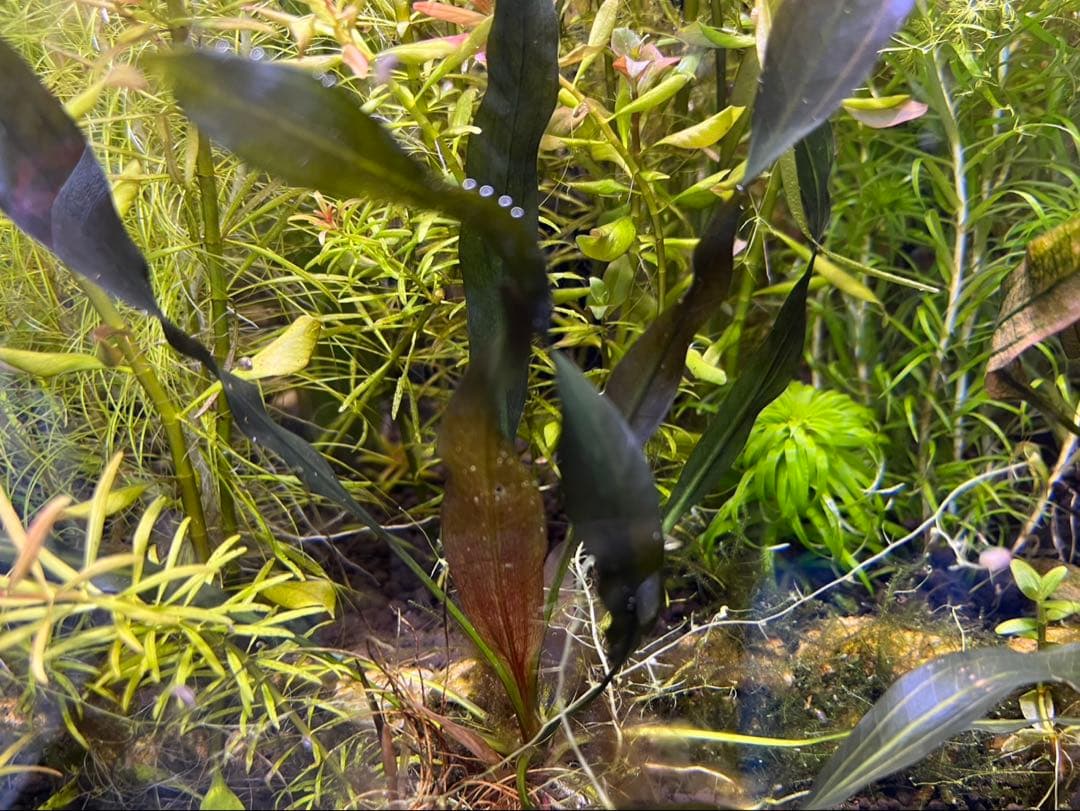 エキノドルススーパーレッド　一株