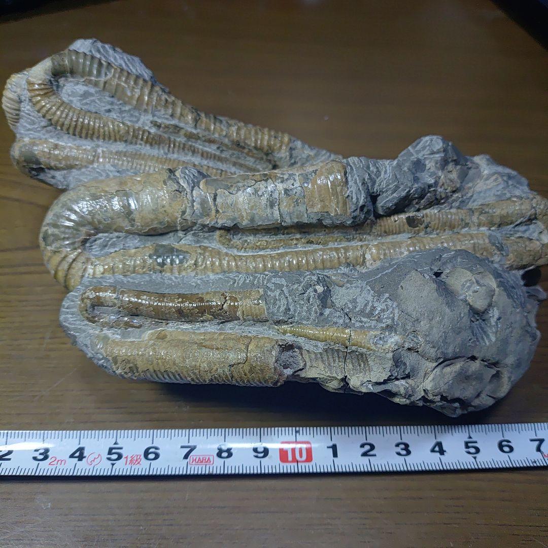 北海道アンモナイト ポリプチコセラス群生標本