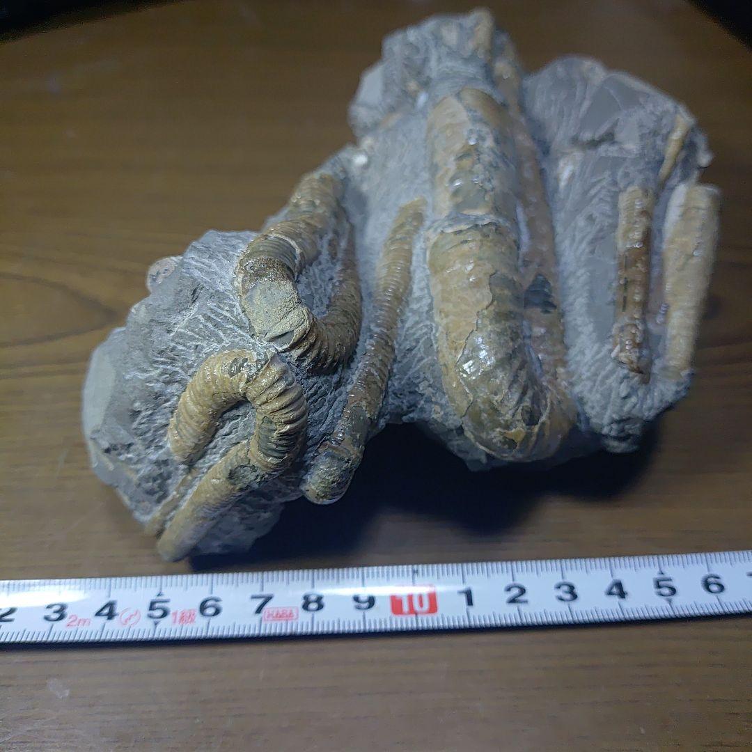 北海道アンモナイト ポリプチコセラス群生標本