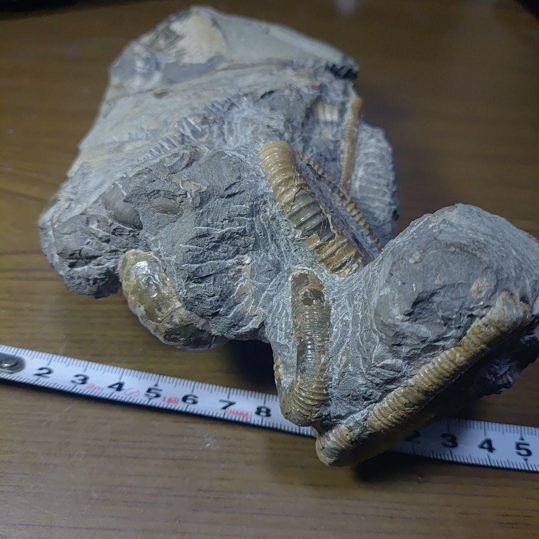 北海道アンモナイト ポリプチコセラス群生標本