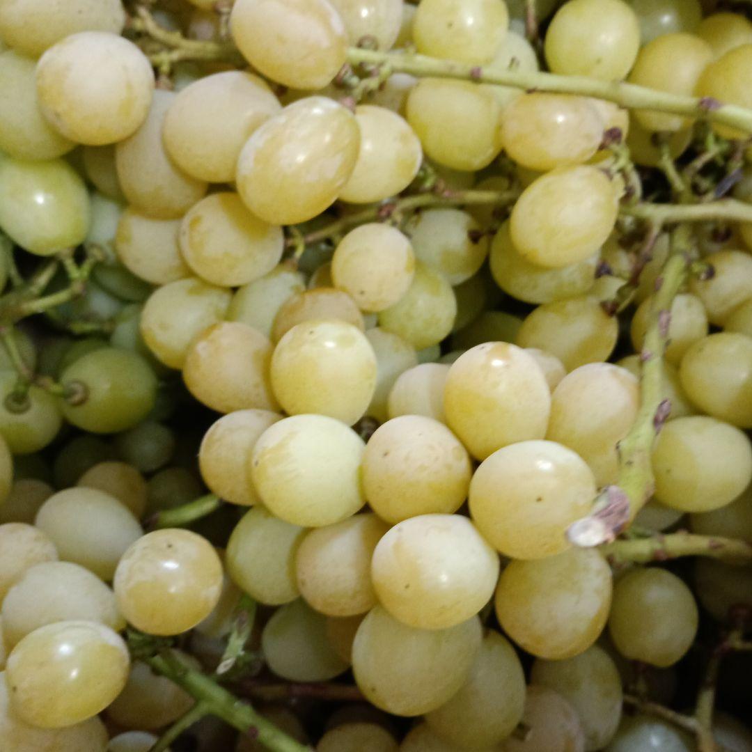 シヤインマスカット家庭用訳有り品5キロ入りになります。