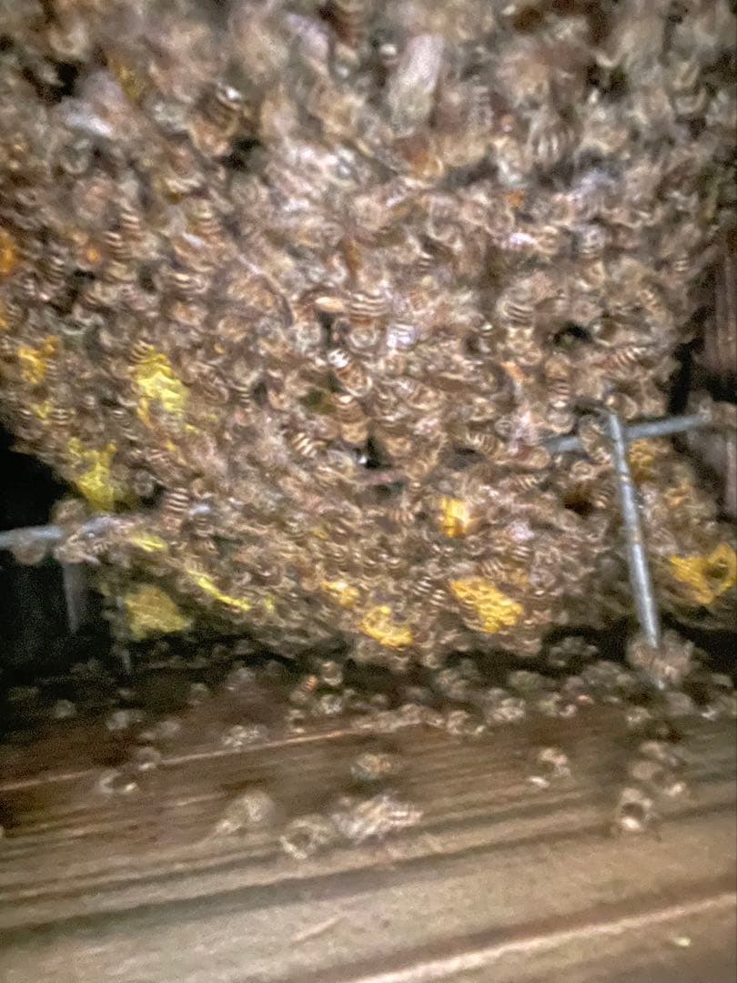 日本蜜蜂 純正ハチミツ 宮崎産 600g×2