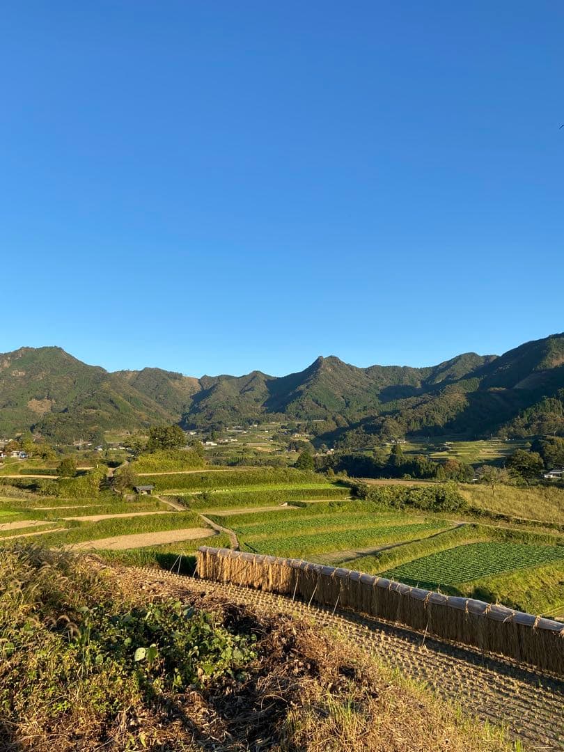 日本蜜蜂 純正ハチミツ 宮崎産 600g×2