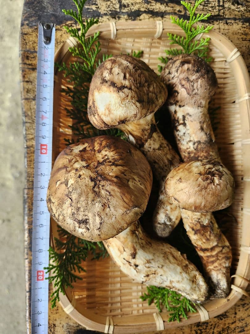 長野県　松茸　栂松茸　信州