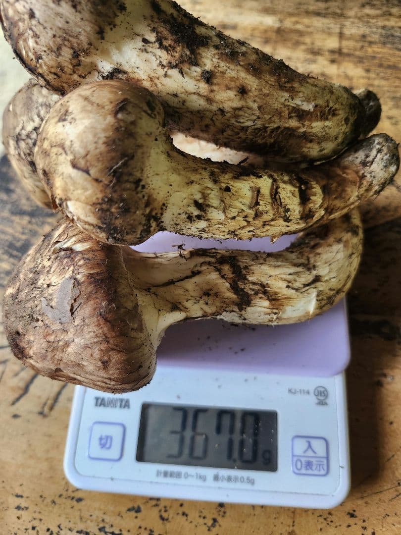 長野県　松茸　栂松茸　信州