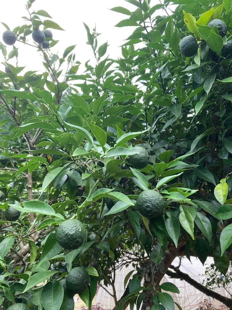 完全無農薬　青ゆず　青柚子　箱込み10kg弱