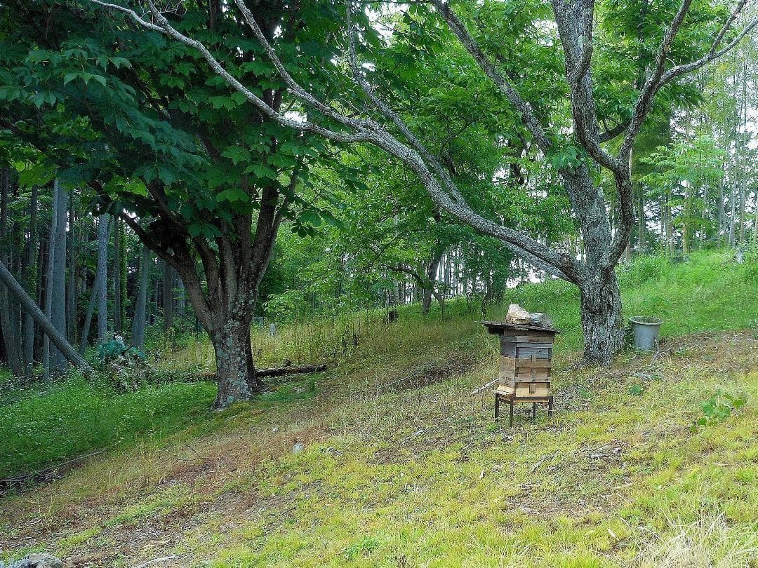 岐阜県産 日本蜜蜂の蜂蜜　純粋はちみつ 2100g (700g×3本）