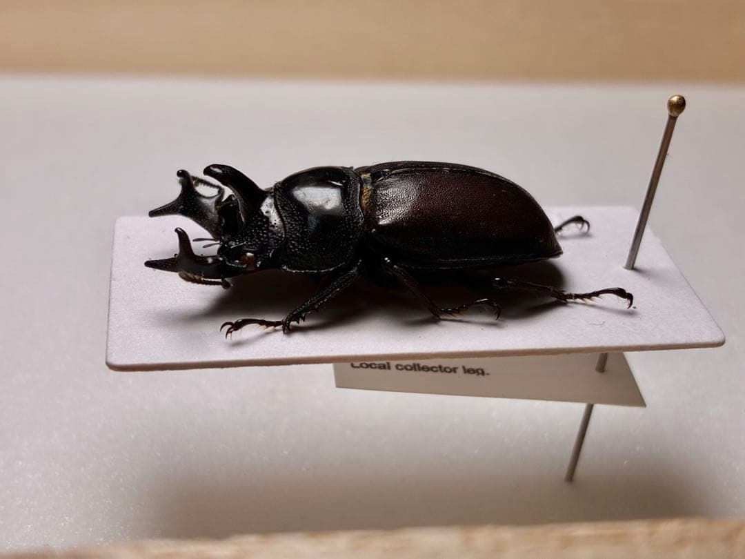 昆虫標本　レア種　大型カザリツノクワガタ　28mm