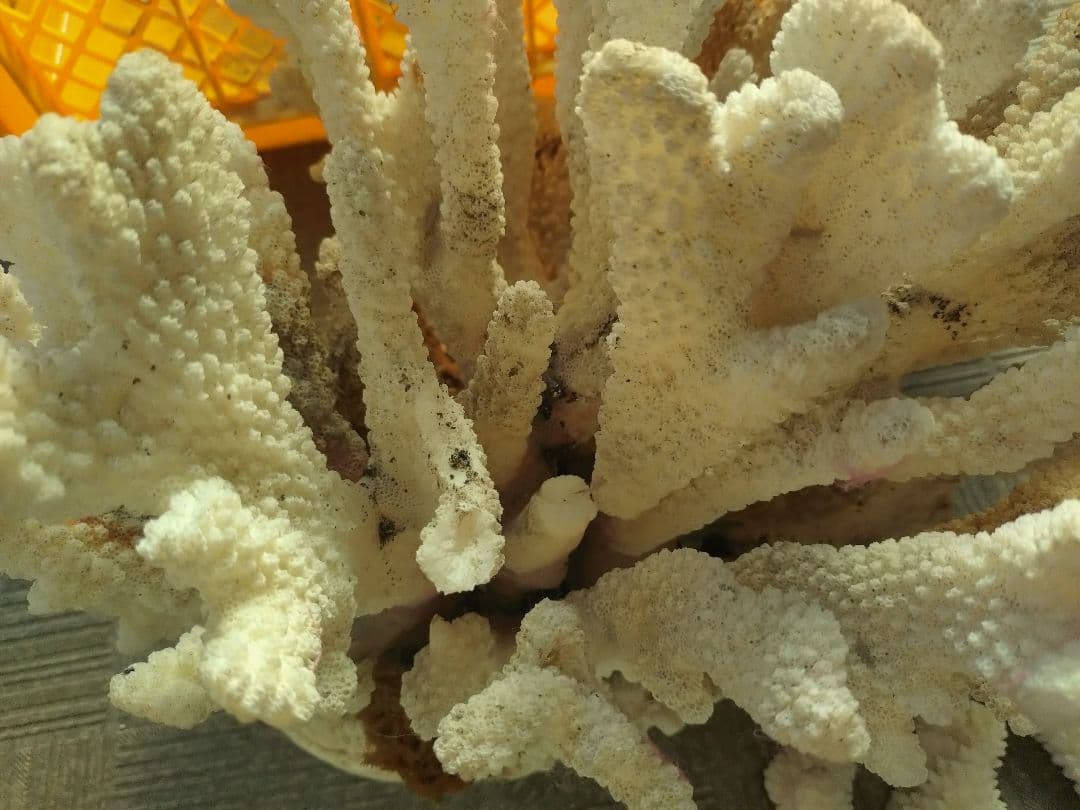 デスロック ホワイトサンゴ おまとめ