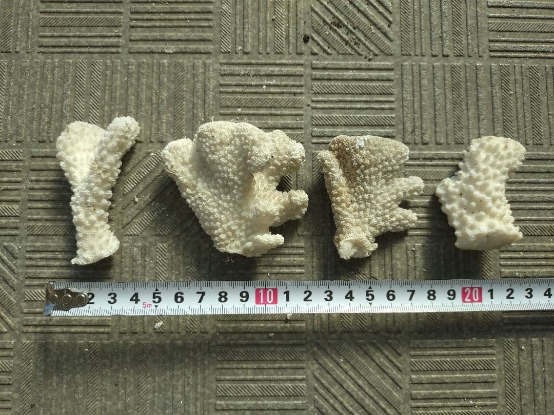 デスロック ホワイトサンゴ おまとめ