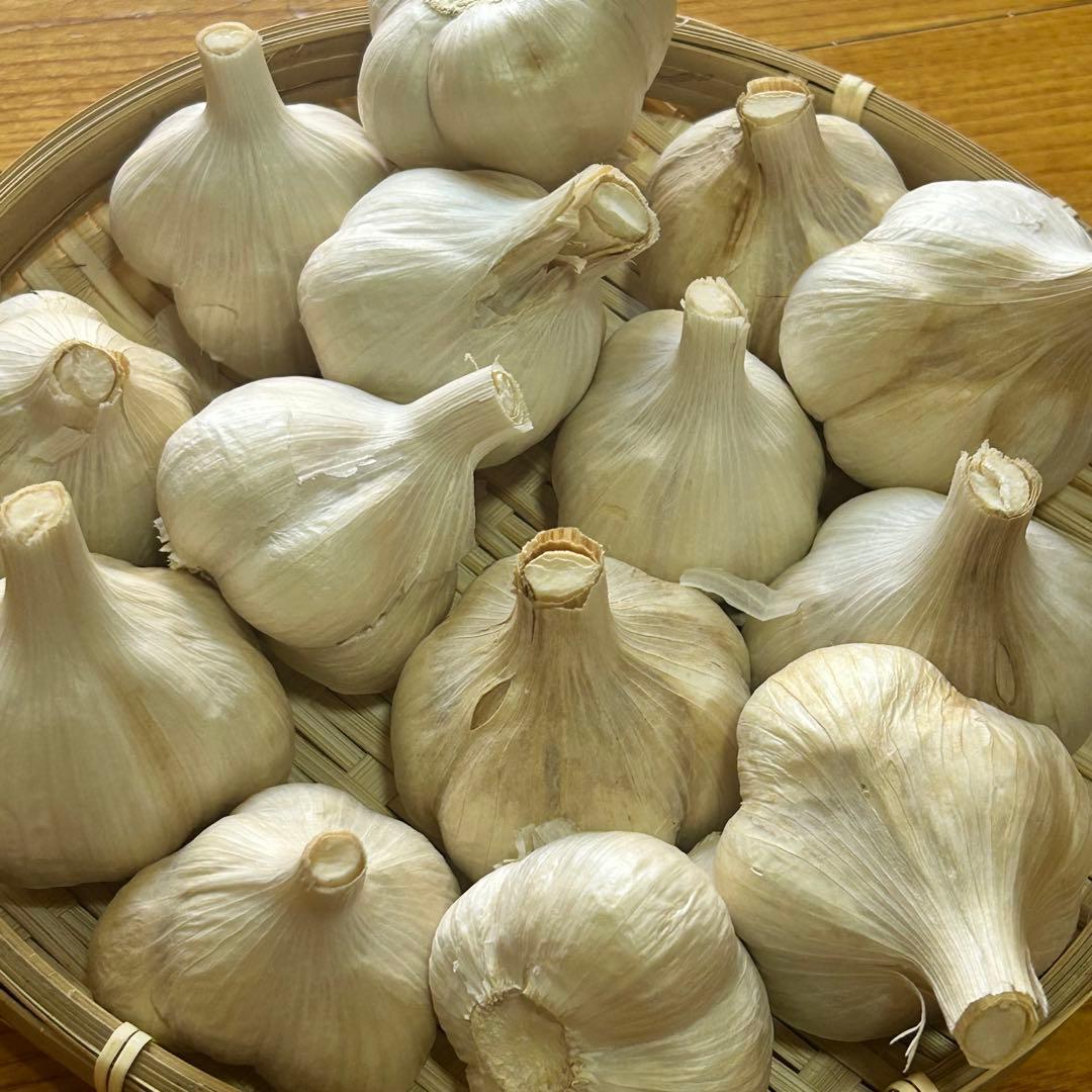 【お買い得セール】青森県 福地ホワイト にんにく M 10kg 加工 家庭用