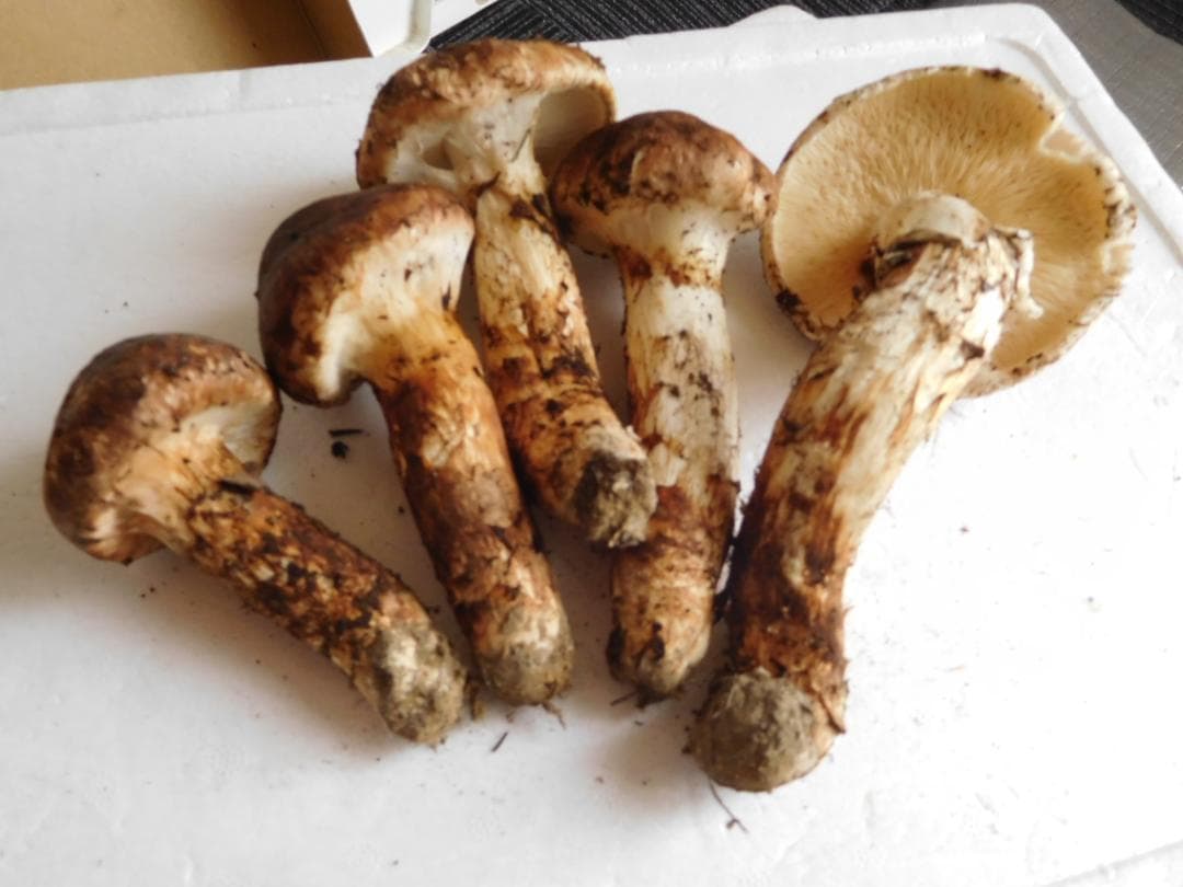 ☆岩手県産松茸　　☆360グラム ☆19日採取