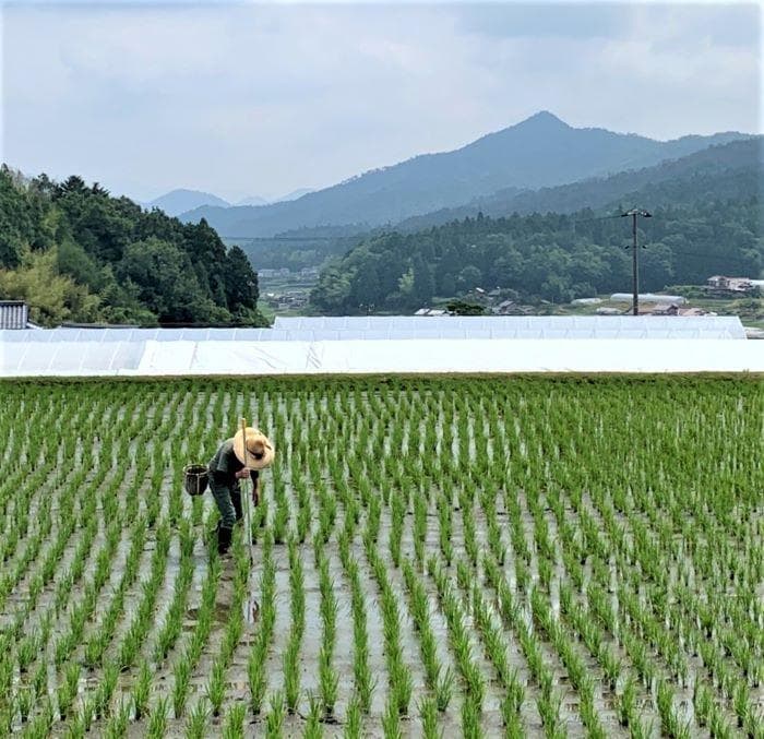 農家保有米 令和7年産 15キロ 玄米 コシヒカリ 15kg(5kg×3袋)新米