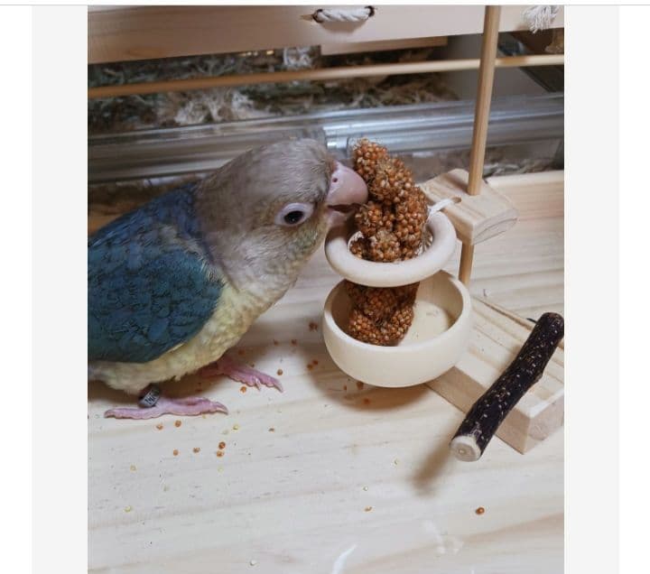 a17　粟の穂ホルダ　バードトイ　インコ　止まり木