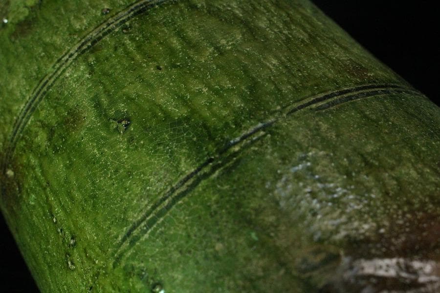 中国美術 緑釉 菌 後漢 時代物(K-A357)