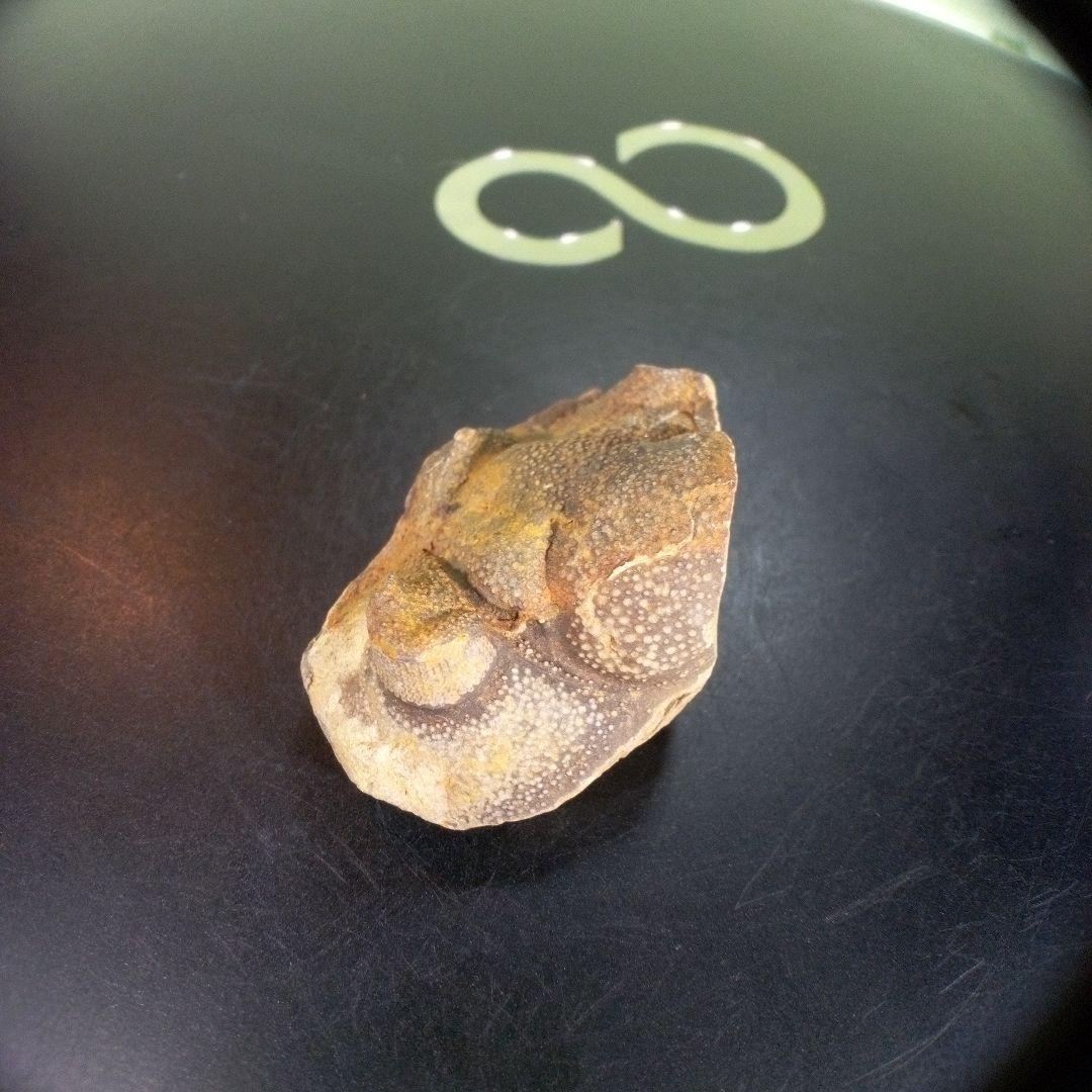 三葉虫　南米産　化石　fossil　ボリビア産　trilobite　南米化石郡②