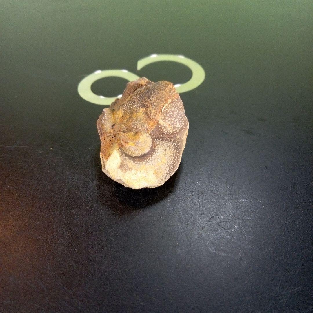 三葉虫　南米産　化石　fossil　ボリビア産　trilobite　南米化石郡②