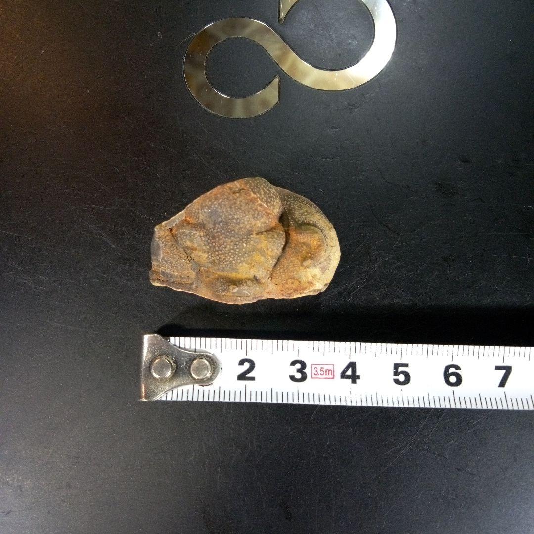 三葉虫　南米産　化石　fossil　ボリビア産　trilobite　南米化石郡②