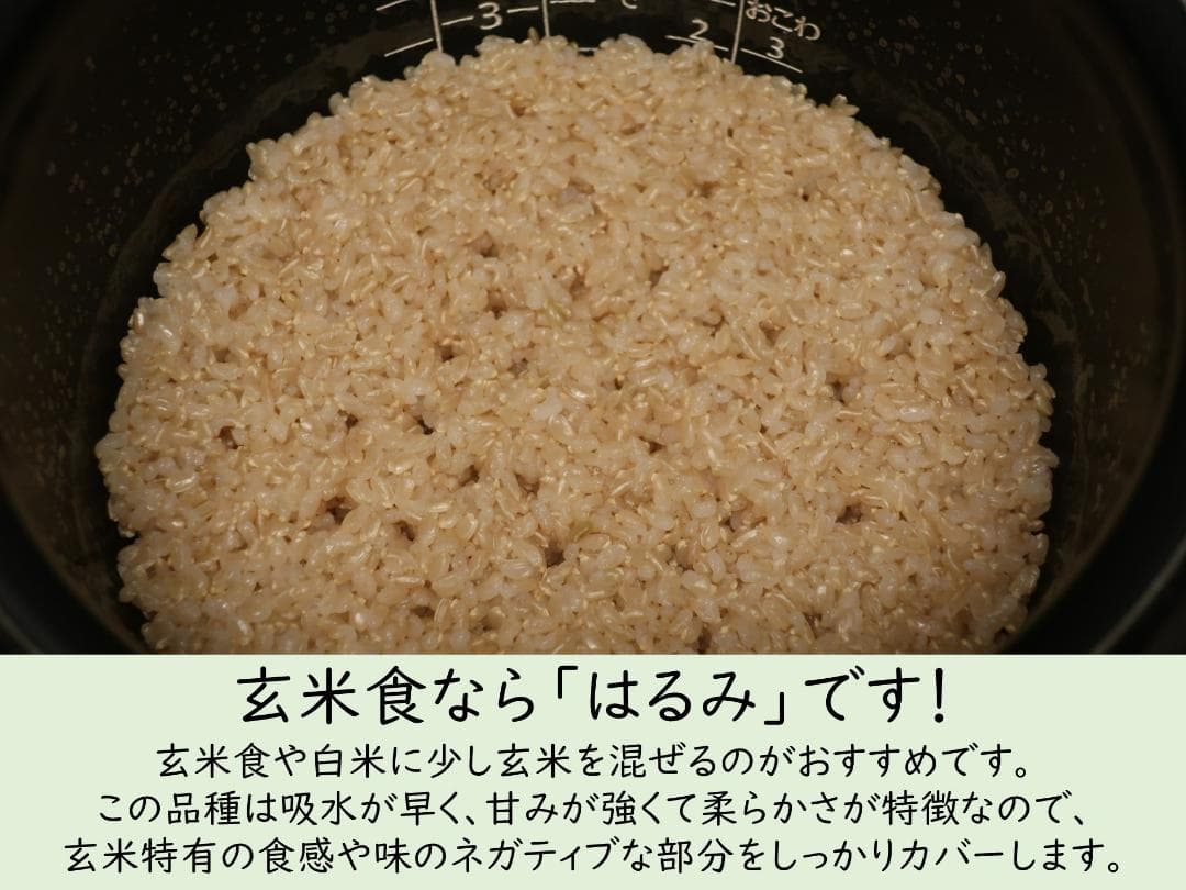 20kg　玄米食に最適「はるみ」自然栽培米　農薬不使用　玄米
