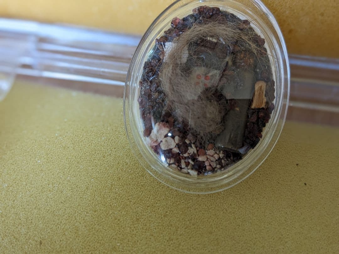 激レア！タイのお守りプラクルアン！九尾の狐！専門店にて購入！アンティークにも！