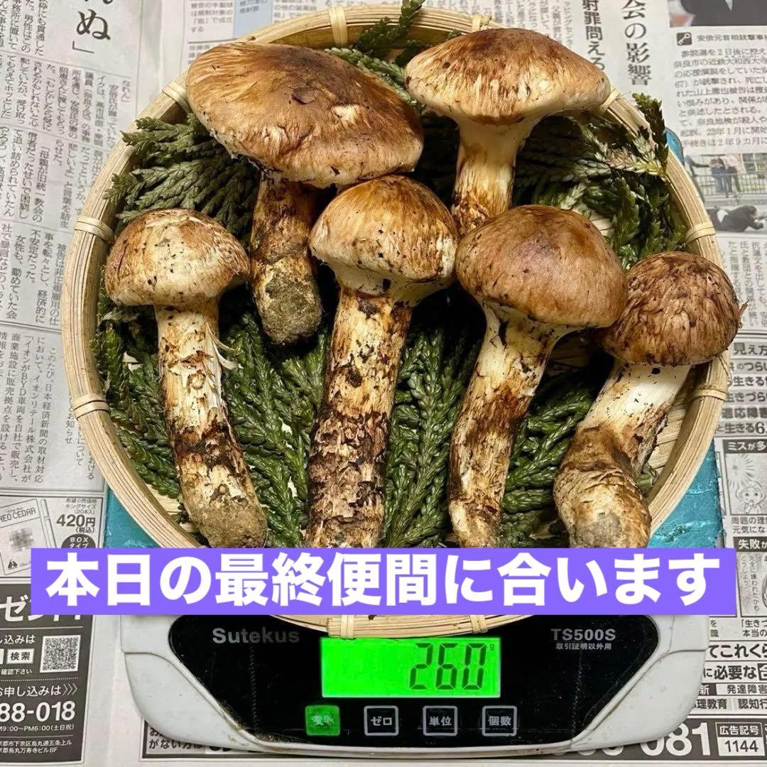 天然きのこ 松茸 国産 良品‼️ マツタケ まつたけ 大自然の凛さん採取その206