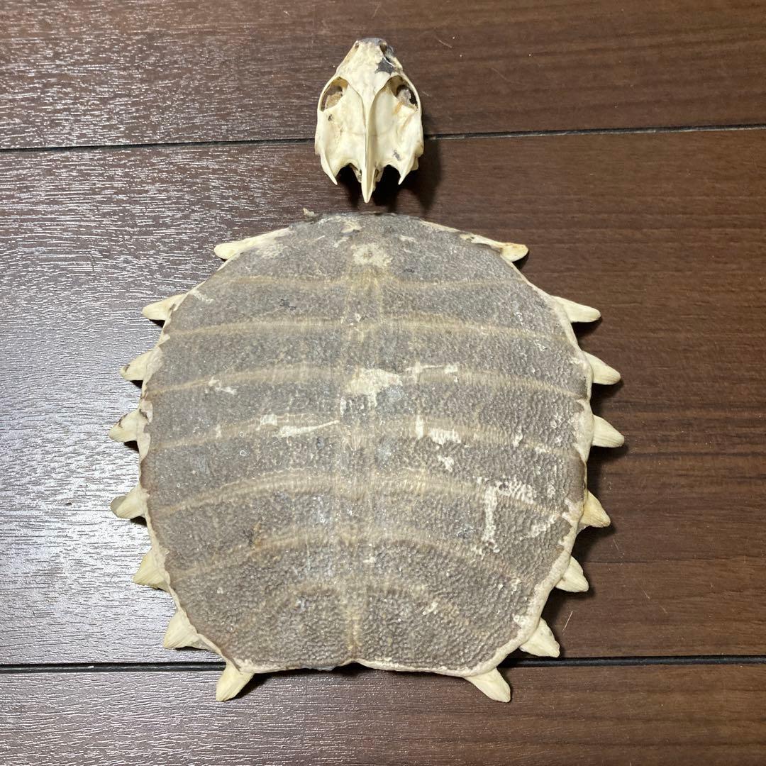 亀の骨標本（甲羅・頭骨付き）すっぽん