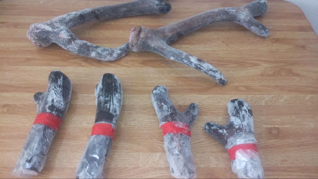 蝦夷鹿　鹿茸の袋角　約2400g 柔らかい先