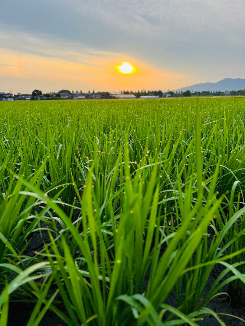 【令和7年産】【一等米】新潟県産従来品種コシヒカリ精米(白米)10kg B⑨