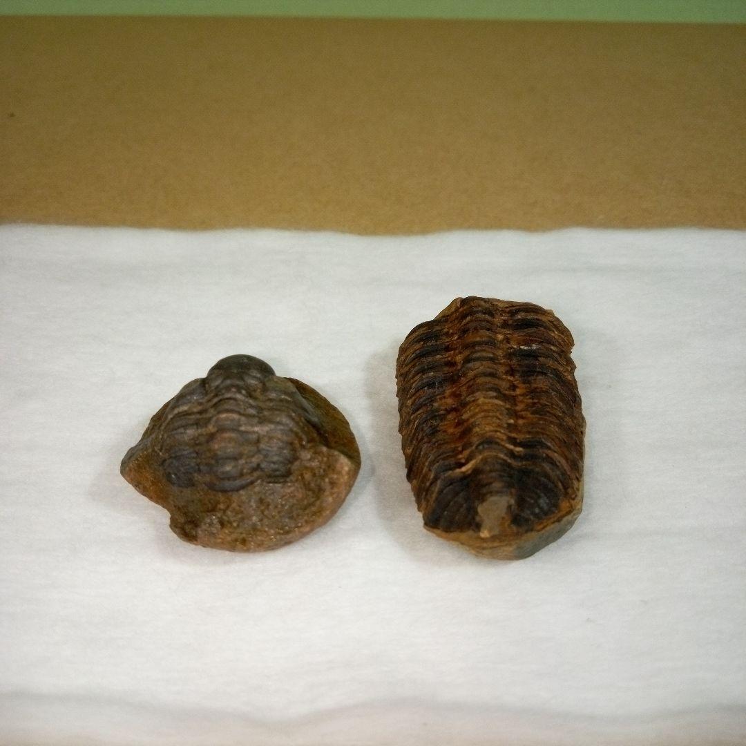 三葉虫　化石　fossil　ボリビア産　レア　Fossil判別⑤