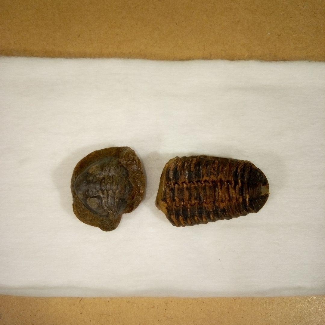 三葉虫　化石　fossil　ボリビア産　レア　Fossil判別⑤