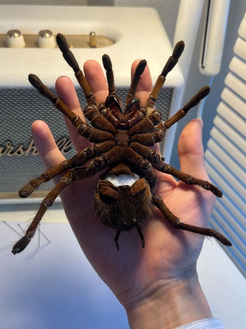 【蜘蛛最大種】バーガンディーゴライアスバードイータータランチュラの標本