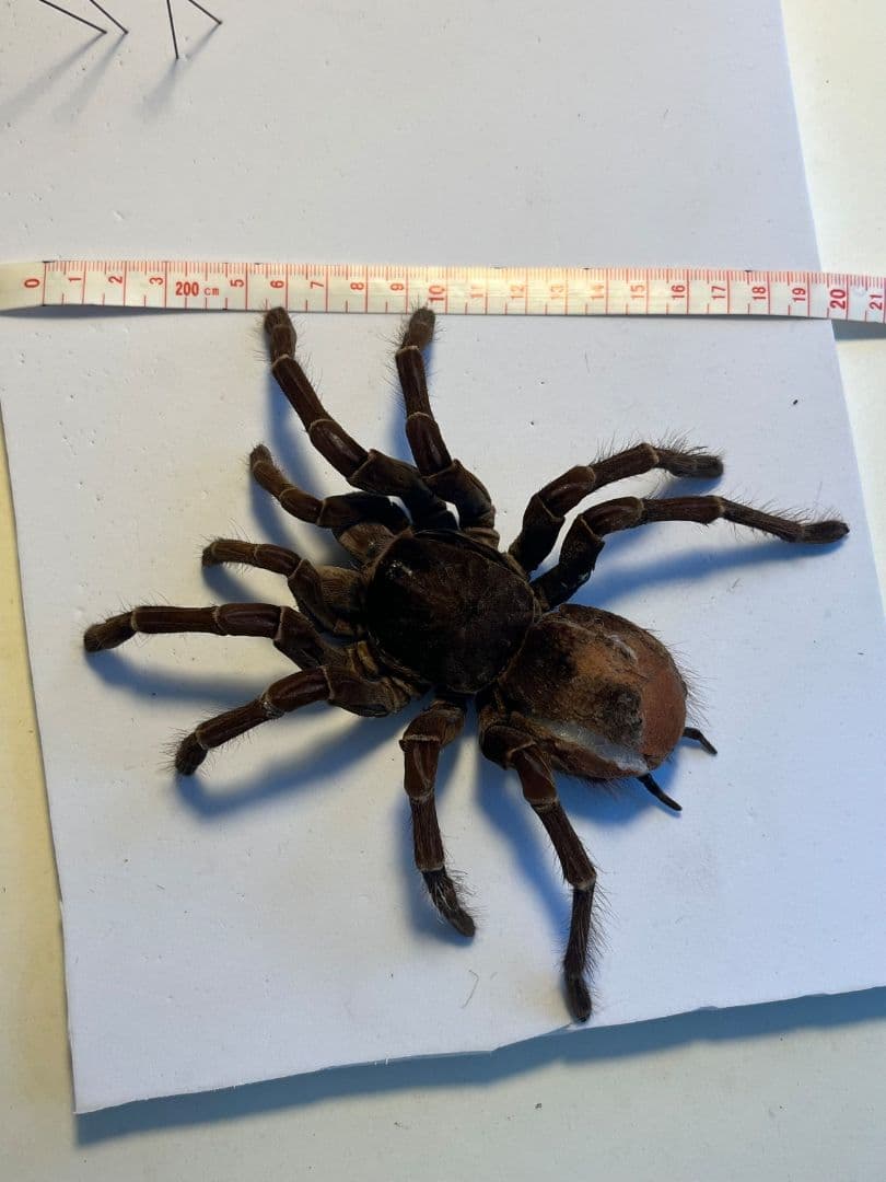 【蜘蛛最大種】バーガンディーゴライアスバードイータータランチュラの標本
