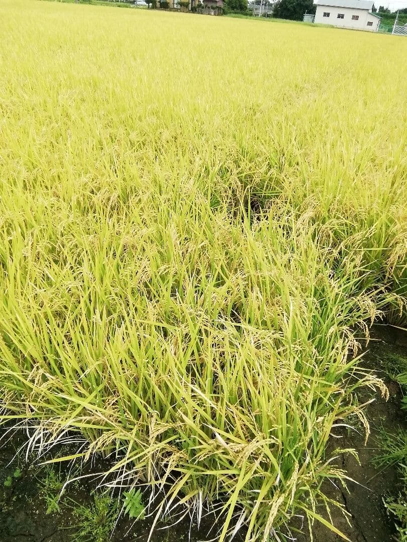 令和７年９月収穫コシヒカリ玄米２０kg