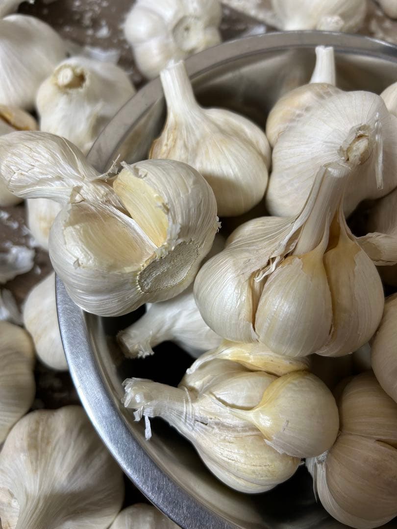 青森にんにく　訳ありにんにくMサイズ10キロ　ホワイト六片種にんにく国産にんにく