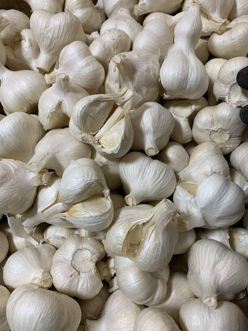 青森にんにく　訳ありにんにくMサイズ10キロ　ホワイト六片種にんにく国産にんにく