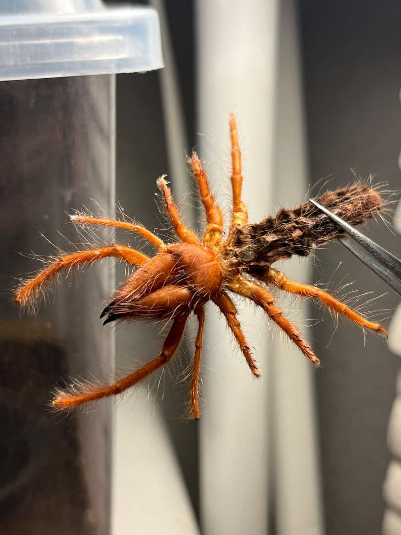 【発色良好】ブラッドレッドヒヨケムシ Dinorhaxウデムシ 奇蟲標本