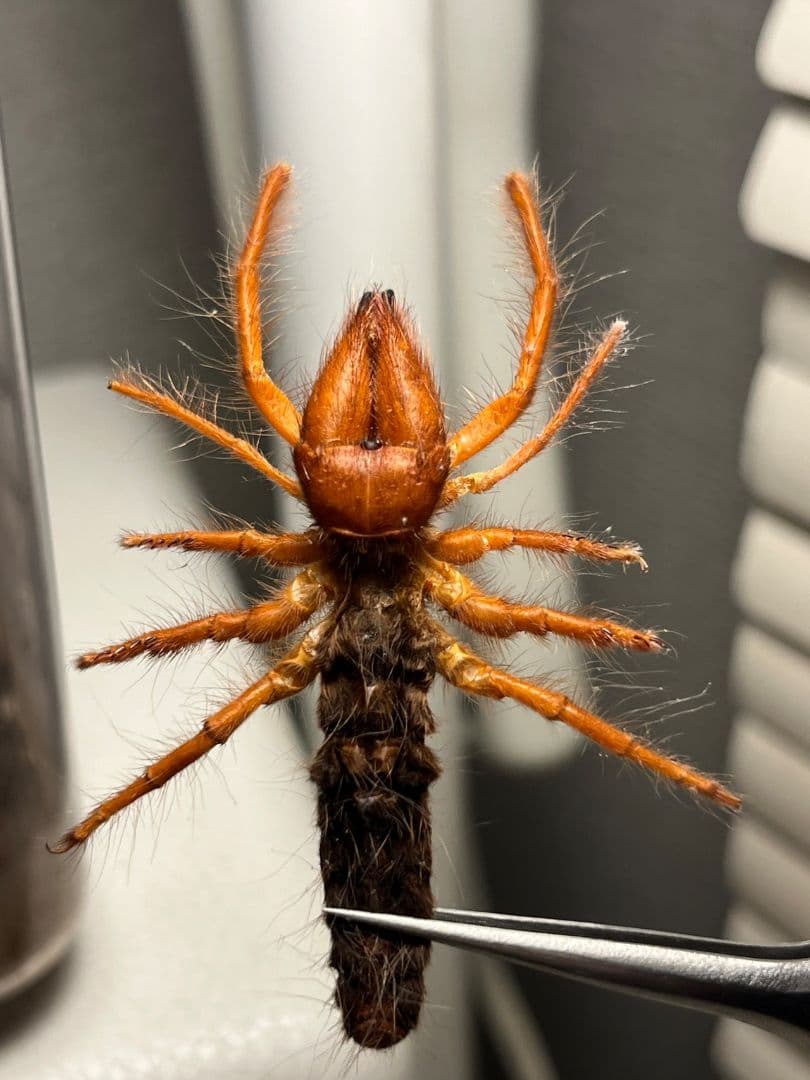 【発色良好】ブラッドレッドヒヨケムシ Dinorhaxウデムシ 奇蟲標本