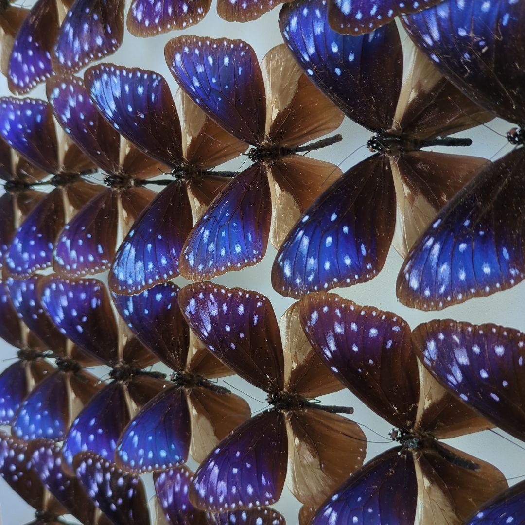 ツマムラサキマダラ54頭