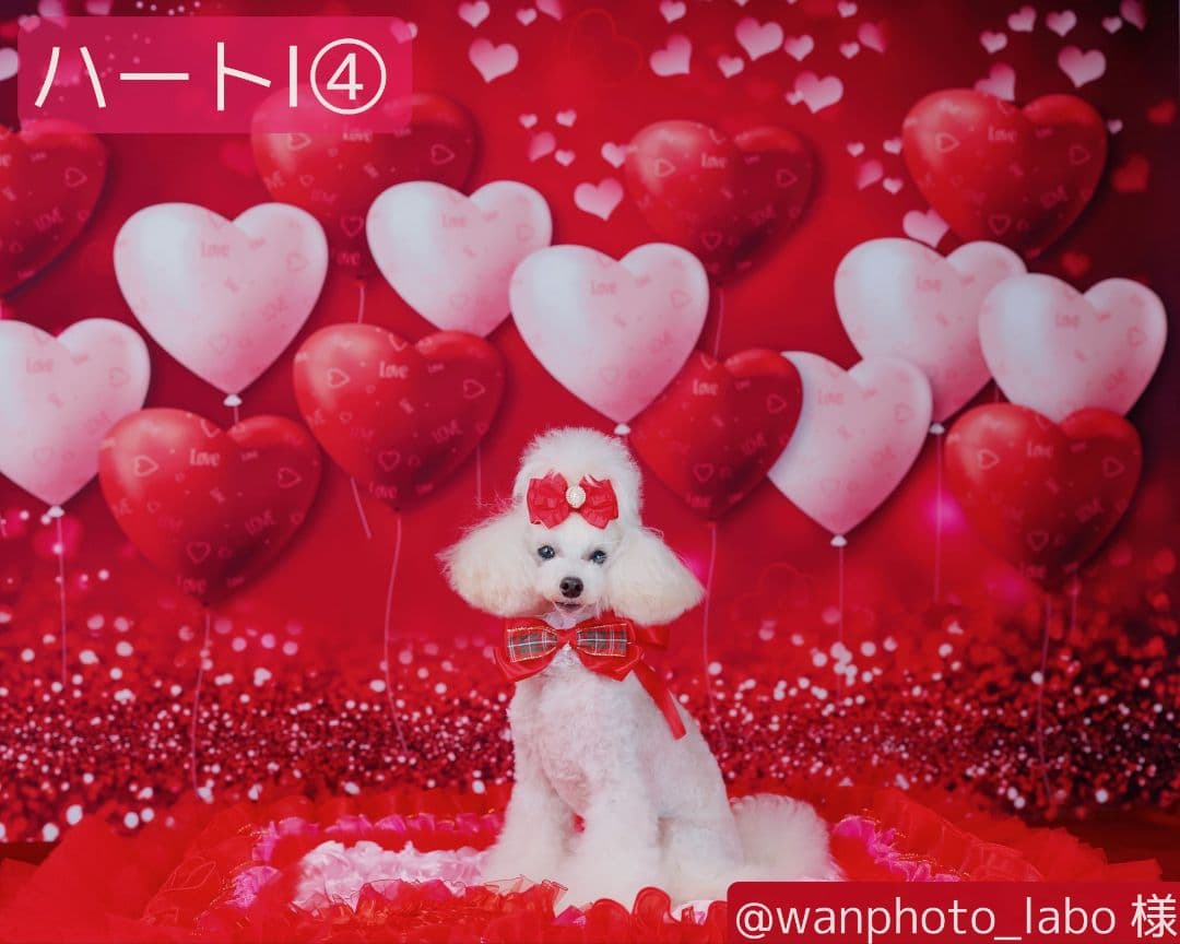 背景布【お正月F】サンプル　年賀状、ペット、子供撮影用　梅　和柄　門松　しめ縄