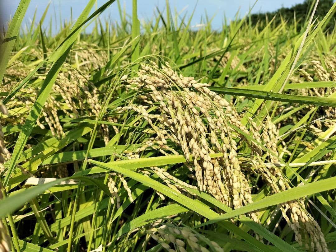 コシヒカリ　20kg　特別栽培米