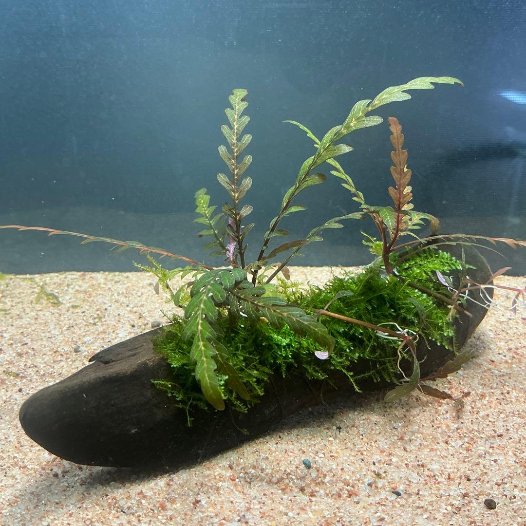 ☆atsupapa☆様 リクエスト 3点 まとめ商品