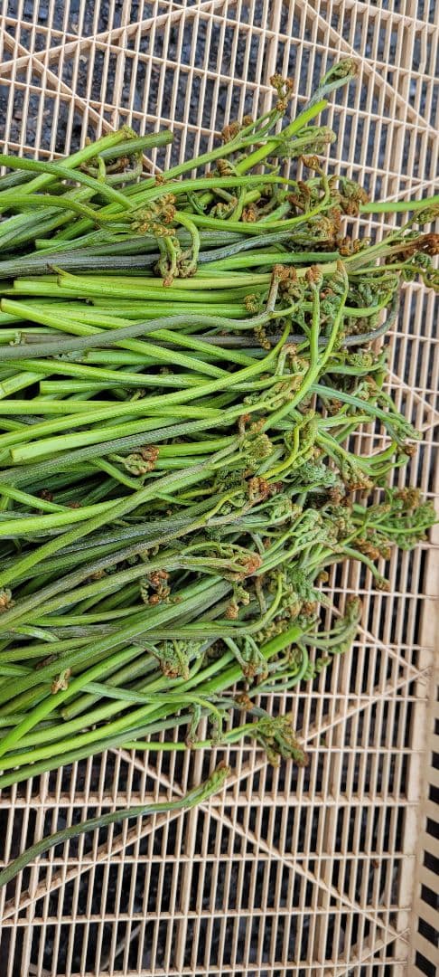 令和7年度　岩手県産乾燥わらび　1キロ